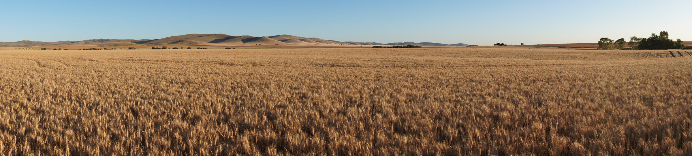 Wheat field under a clear blue sky with distant hills