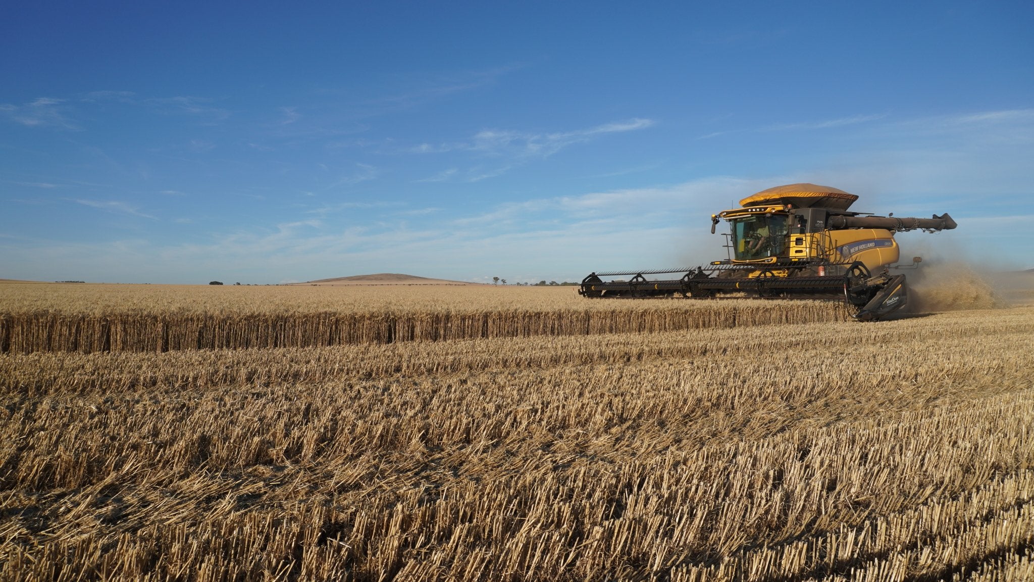 Harvester in a wheat field under a clear blue sky