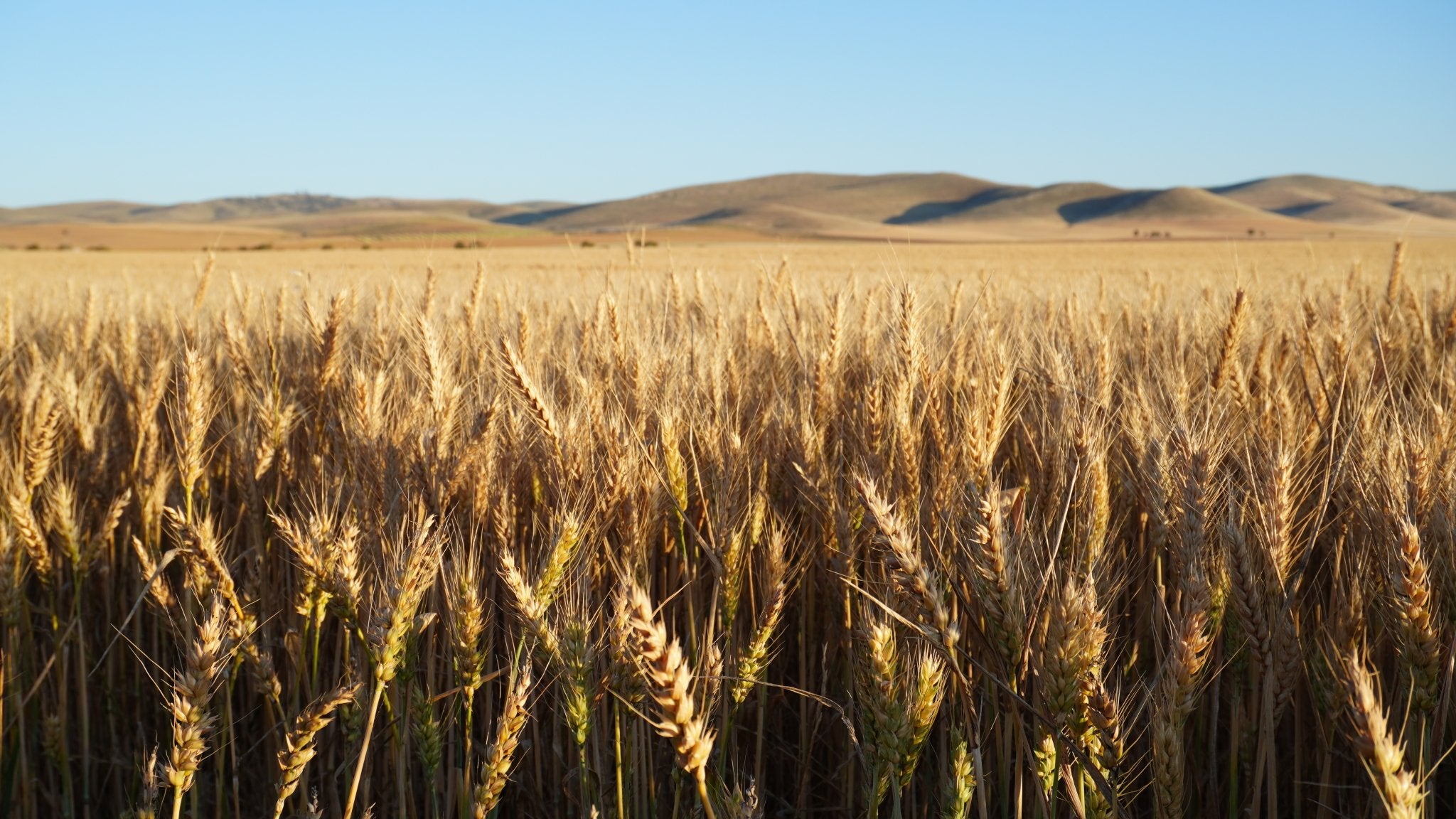 Wheat field under a clear blue sky with rolling hills background